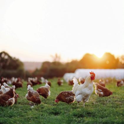 Highly pathogenic avian influenza detected in second flock in Adair County