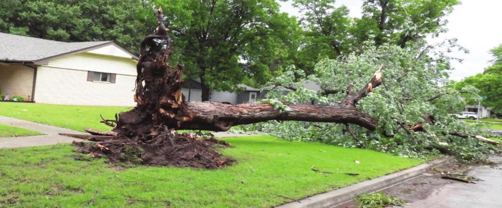 A large tree on Willow Street in Pauls Valley was uprooted during Tuesday's storms.