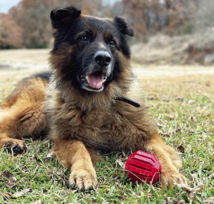 K-9 Maverick with his favorite toy. Maverick was recently retired from the Sheriff’s Office due to health issues including arthritis in his hips. He will be spending his retirement years in the home of his original handler, Dustin Cook.