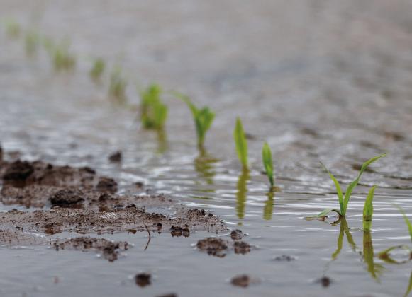 Oklahoma gardeners are holding out hopes of warmer, sunnier weather as water-logged soil causes issues in their gardens. (Photo by Mitchell Alcala, OSU Agriculture)