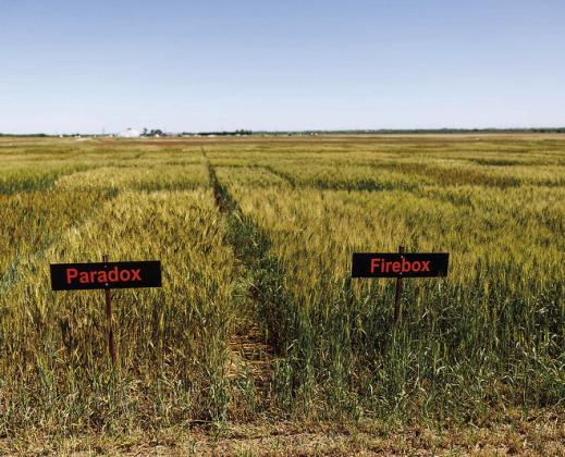 A new trio of Oklahoma State University wheat varieties could be a natural substitute for bread additives due to their flour providing an uncommonly high level of dough strength. Photo by Mitchell Alcala, OSU Agriculture