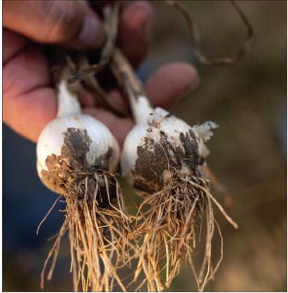 Oklahoma garlic research proves fruitful and flavorful