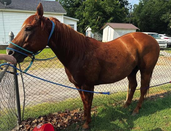 A concerned citizen was able to corral a horse found running loose on Pauls Valley city streets in a local cemetery last week until animal welfare officials and local law enforcement could locate the owner. Photo courtesy of Pauls Valley Animal Welfare