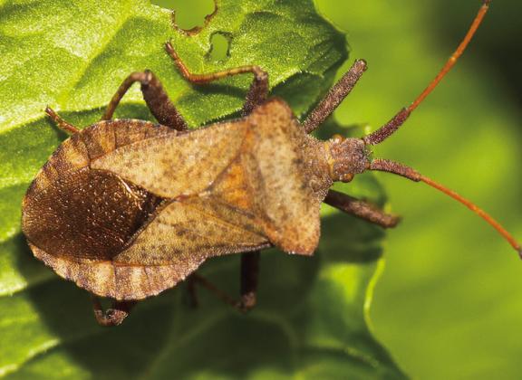 Squash bugs – a gardener’s nemesis
