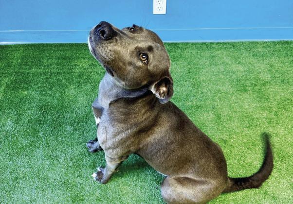 PAWS Pet of the Week