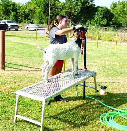 Bristol Meyer of Stratford washes her goat in preparation for the show ring at the 2023 Garvin County Free Fair last week. News Star photo by Suzanne Mackey