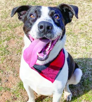 PAWS Pet of the Week