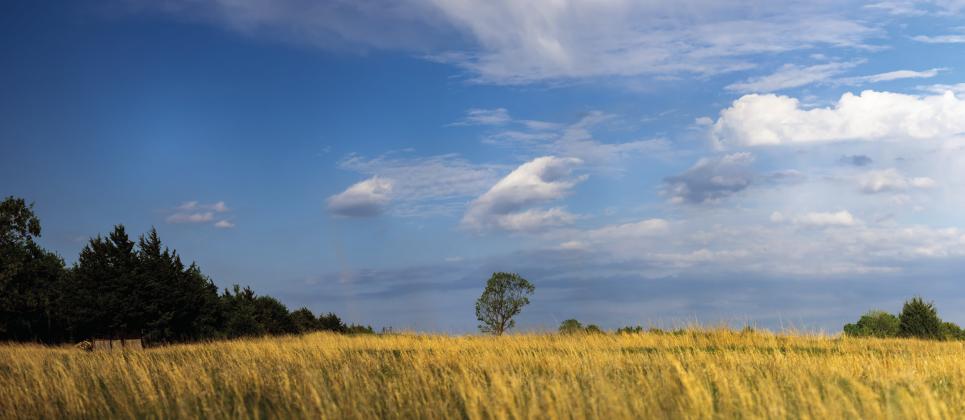 The “Dirty Dozen,” which technically encompasses 13 invasive plant species ubiquitous across the state, can pose several dangers to rangeland in Oklahoma. (Photo by Mitchell Alcala, OSU Agriculture)
