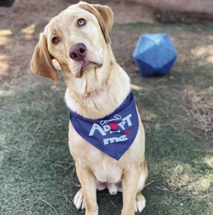 This beautiful Labrador Retriever is looking for a home. He is vocal, energetic and walks well on a leash. He gets along with other dogs, knows basic commands and is a graduate of the Pen Pals Prison dog training program at Holdenville. For more information call 360 Dog Care at 580-759-9500 or go to 360dogcare.com.