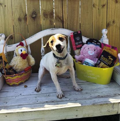 Foster Dog of the Week