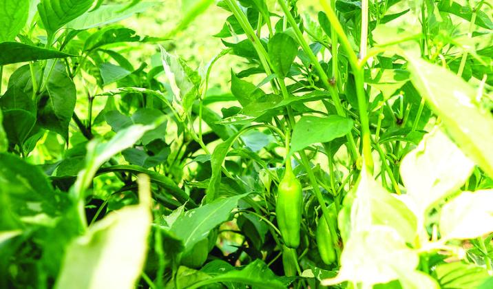 Jalapeno peppers planted at the OSU Student Farm in Stillwater are ripening with the colors and characteristics of other pepper varieties. (Photo by Mitchell Alcala, OSU Agriculture)