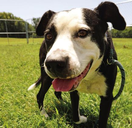 PAWS Pet of the Week