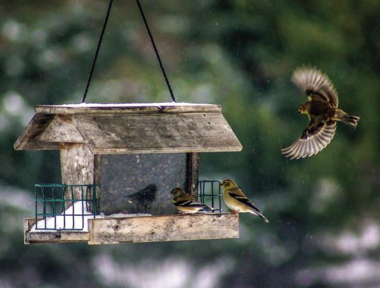 February is National Bird-Feeding Month
