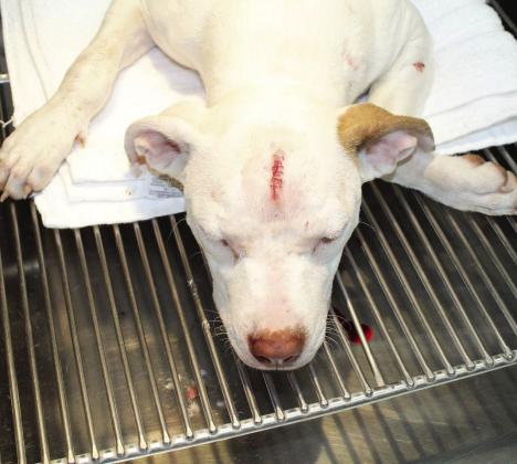 The puppy injured in a stabbing incident Sunday is said to be doing well and is recovering at a local veterinarian clinic. Courtesy Photo