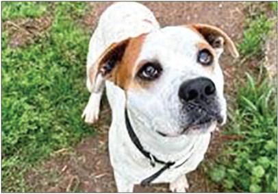 PAWS Pet of the Week
