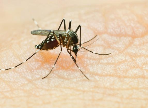 Don’t harm important pollinators when dealing with mosquitoes