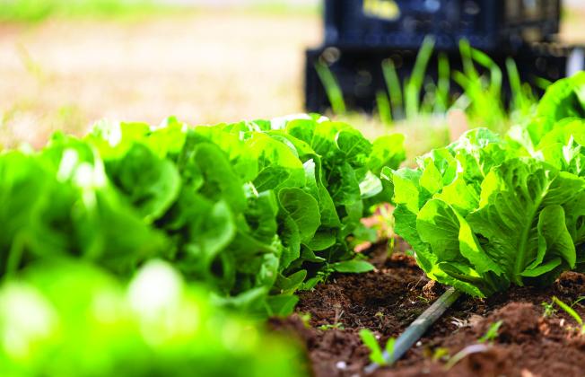 Fall gardens are planted in the heat of summer