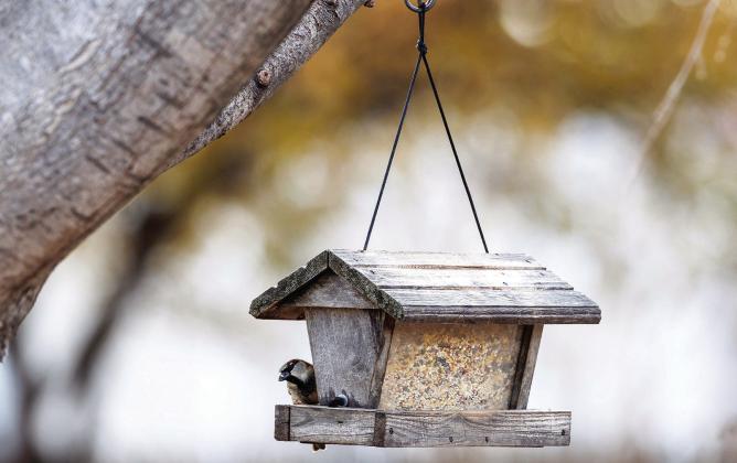 Installing birdfeeders in the landscape will attract a variety of birds. Families can create fun and educational opportunities through birdwatching and learning about these feathered friends. Photo by Mitchell Alcala, OSU Agriculture