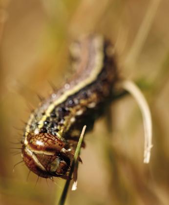 Fall armyworms are on the rise in Oklahoma. Here’s what you should do