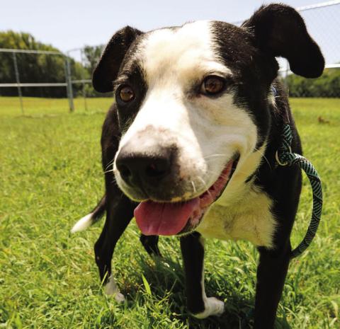 PAWS Pet of the Week