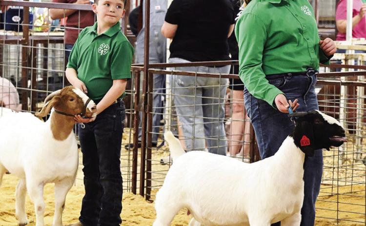 Elmore City-Pernell’s Mack Pickett and Chloe Jones show their goats at the Elmore City Stock Show Feb. 8. News Star photo by Don Coffey