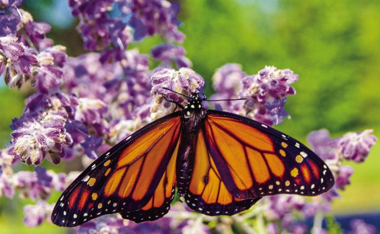 Celebrate Monarch Butterfly Day at Chickasaw Cultural Center