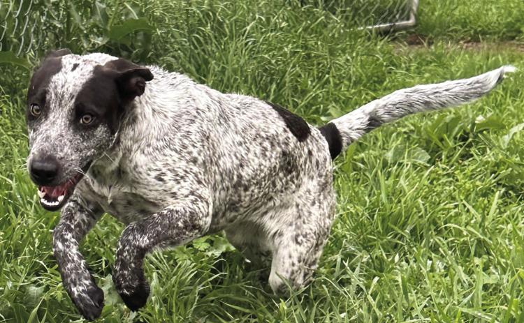 Pet of the Week