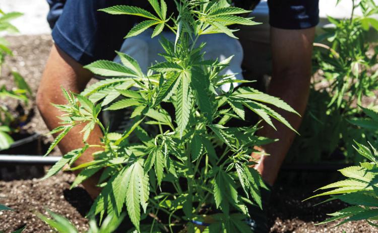 Oklahoma voters will decide on March 7, 2023, if the state should expand marijuana sales to adults 21 and older under State Question 820. The election comes almost five years after Oklahoma voters gave approval to medical marijuana. (Whitney Bryen/Oklahoma Watch)