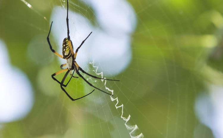 Most of Oklahoma’s native spiders, like this orb-weaver, aren’t as dangerous as a brown recluse or black widow.  (Photo by Todd Johnson, OSU Agricultural Communications Services.)