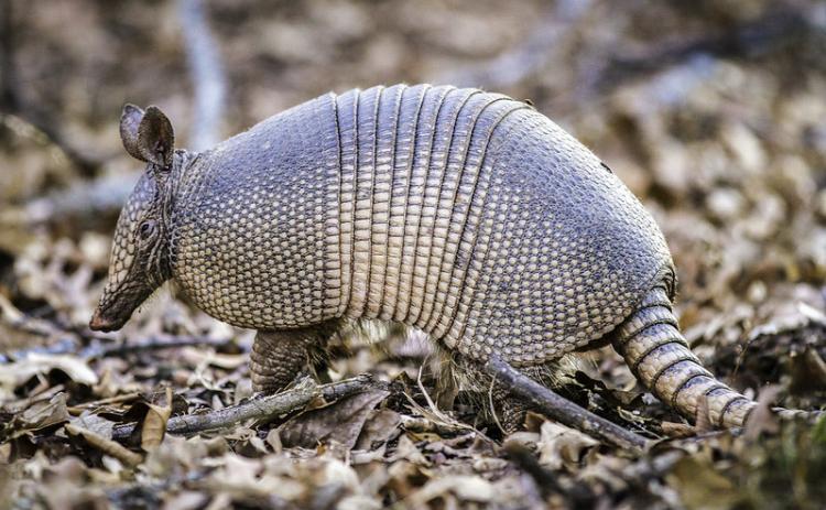 Armadillos have a keen sense of smell but poor eyesight. They dig holes in the soil, searching for earthworms and other insects to eat.