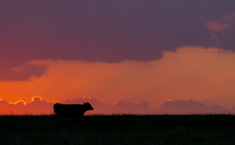 The OSU Beef Cattle Extension team will offer weekly webinars throughout the next month to educate producers on parasite management in their herds. (Photo by Todd Johnson, OSU Agriculture)