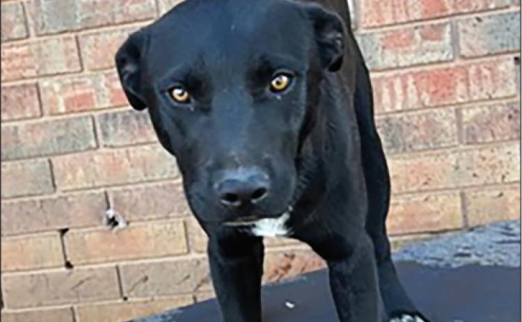 Foster Dog of the Week