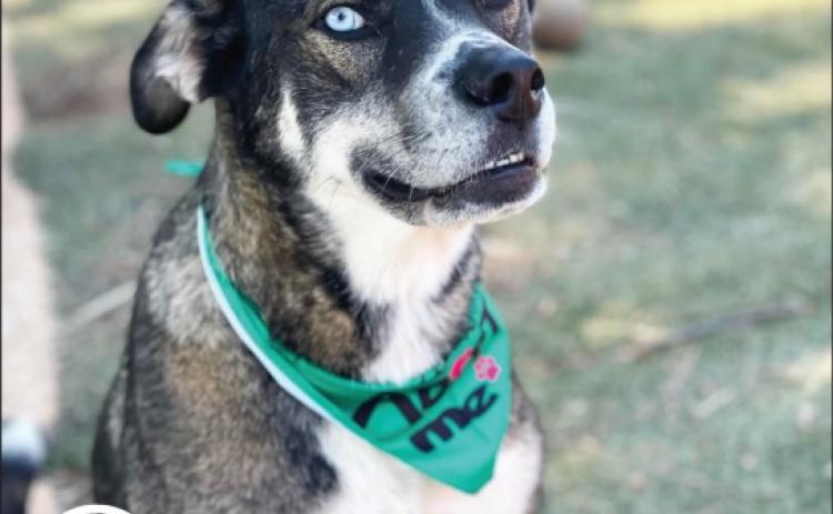 Foster Dog of the Week