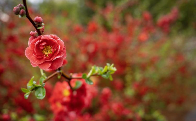 The Plant-It OK app will offer a user-friendly database for ornamental plants like this flowering quince. (Photo by Todd Johnson, OSU Agriculture)