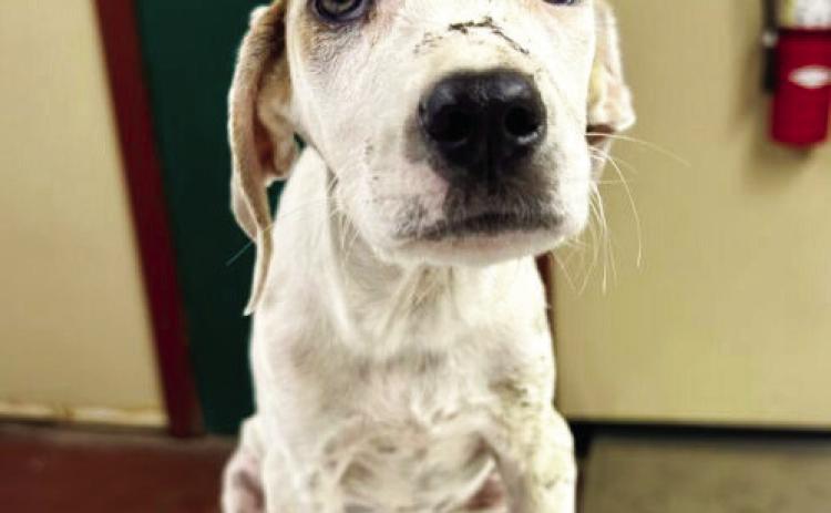 PAWS Pet of the Week