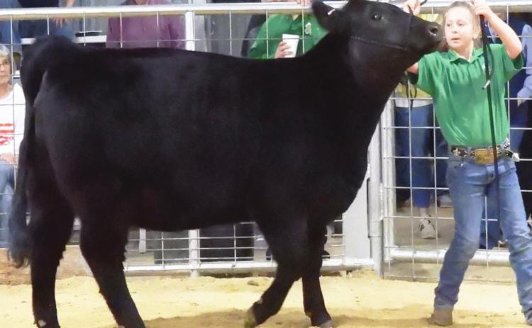 Elise Beach of Maysville showing her heifer at the Garvin County Junior Livestock Show Monday.