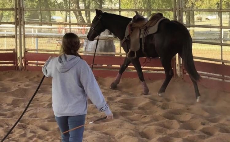 Equine Production student Aubreigh Chapman prepares Double The Chics for the December Internet Auction, scheduled for Dec. 2-5. Courtesy photo