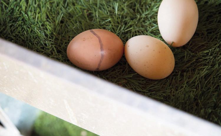 Higher egg prices are the new normal in 2023