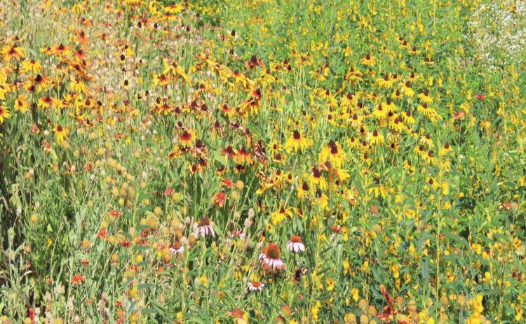 Wildflower gardens are growing in popularity across Oklahoma, and the fall season is a great time to establish one to adorn the landscape with bright, colorful flowers next spring. Courtesy photo