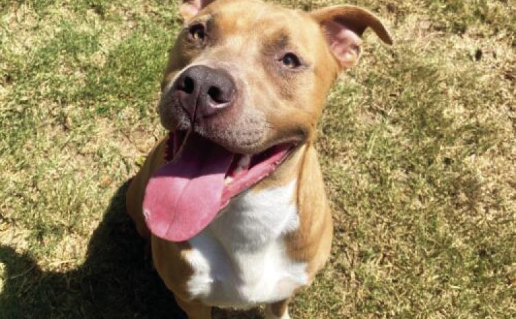 PAWS Pet of the Week