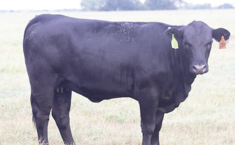 The increased humidity in Oklahoma means fly and tick numbers are up this year. Cattle producers should take precautions to prevent illness and disease in their livestock. (Photo by OSU Agriculture)