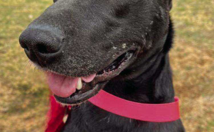 PAWS Pet of the Week