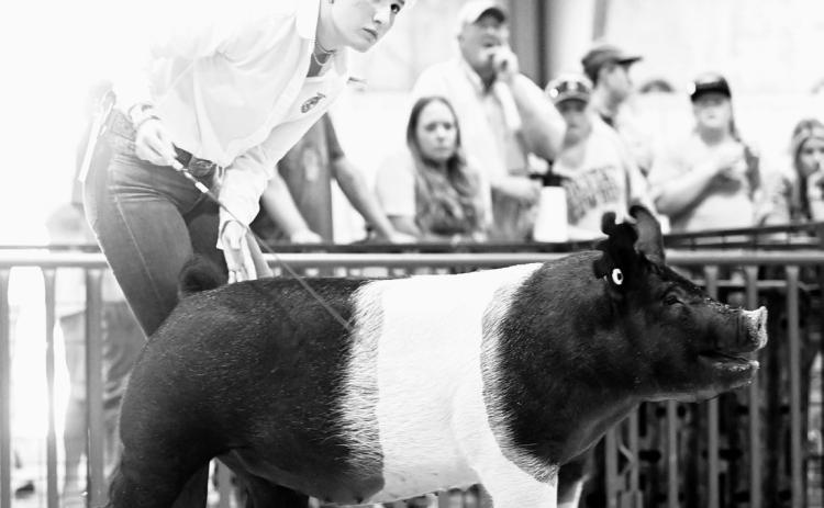 Stratford FFA President exhibiting her pig at the Tulsa State Fair. Halle Pullen was named the Champion Overall Pig Showman. Photo courtesy of Justin Wright