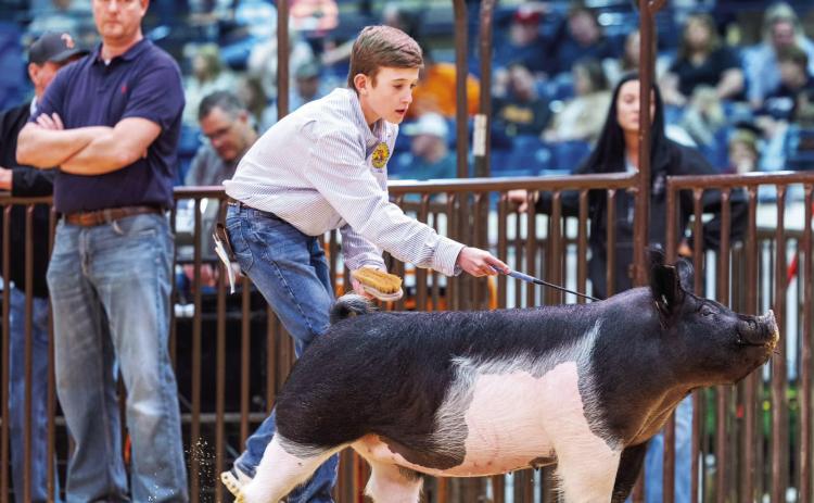 Cash Cothren shows Stratford’s first ever division champion gilt at the Oklahoma Youth Expo. Photo courtesy of Justin Wright.