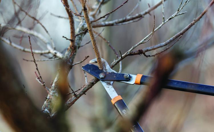 Proper pruning not only improves the look of the landscape, but it also positively impacts the health of trees, shrubs and vines. (Photo by Mitchell Alcala, OSU Agriculture)