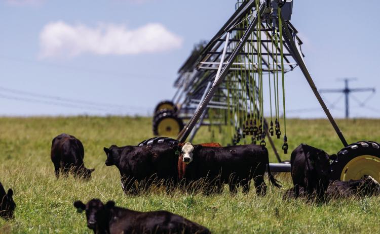Based on their research studies, Oklahoma State University and Texas A&amp;M cattle experts recommend stocking a base cowherd at a conservative rate, which gives producers better options for managing drought conditions. Photo by Mitchell Alcala, OSU Agriculture