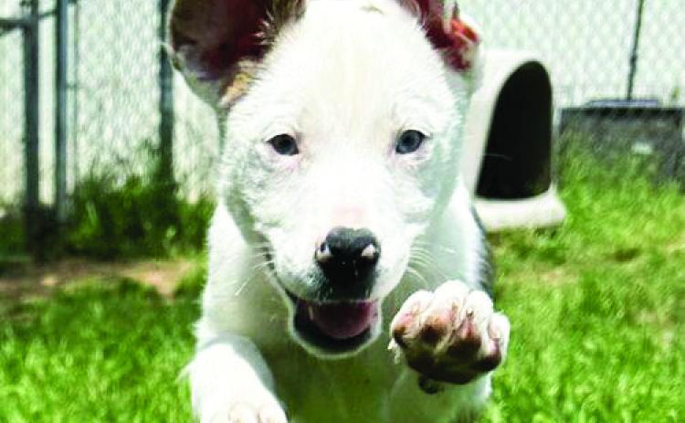 Are you ready to add a touch of glamour and excitement to your life? Meet Beyoncé, the adorable young pup who's ready to steal your heart and light up your world with her boundless energy and infectious playfulness! Beyoncé is a brown and white mixed breed puppy, around three months old. She is active, playful and ready for her new family. To fill out an adoption application for Beyoncé contact the Pauls Valley Animal Welfare Society at 405238-1303 or visit them online at pvpaws4pets.com.