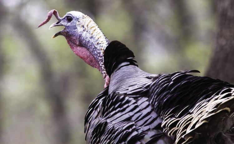Flora and Fauna: Turkey hunting season shows population holding steady Research continues as spring 2023 hatches are underway