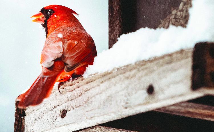 Birds bring enjoyment to winter landscape