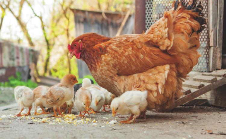 Highly Pathogenic Avian Influenza Confirmed in Oklahoma Wild Birds